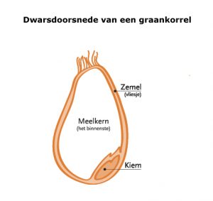 volkoren